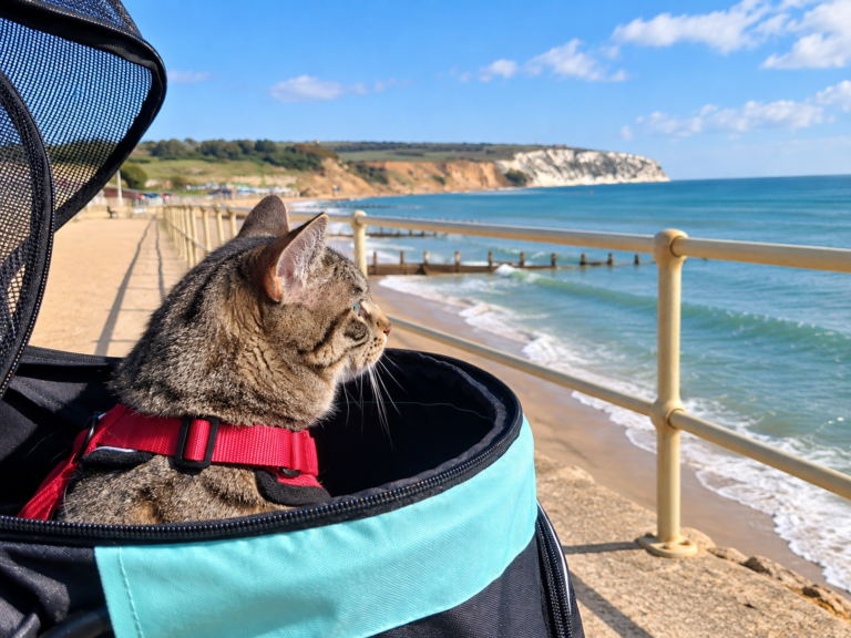 Charlie the cat enjoying a day by the coast after taking your cat on holiday